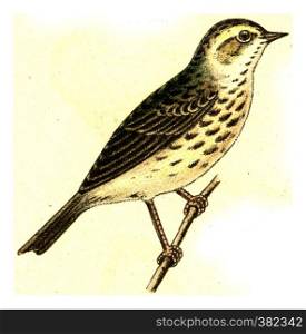 Meadow pipit, vintage engraved illustration. From Deutch Birds of Europe Atlas.