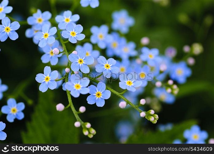 Meadow plant background: blue little flowers close up and green grass. Shallow DOF