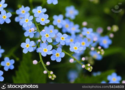 Meadow plant background: blue little flowers close up and green grass. Shallow DOF