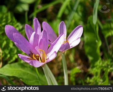 meadow saffron