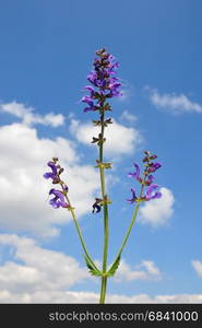 Meadow sage (Salvia pratensis)