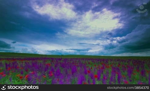 meadow sage with timelapse clouds.