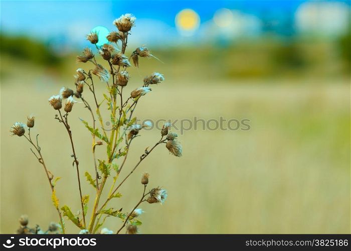 meadow wild flowers on blurred background. Summertime