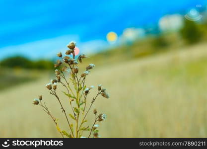 meadow wild flowers on blurred background. Summertime