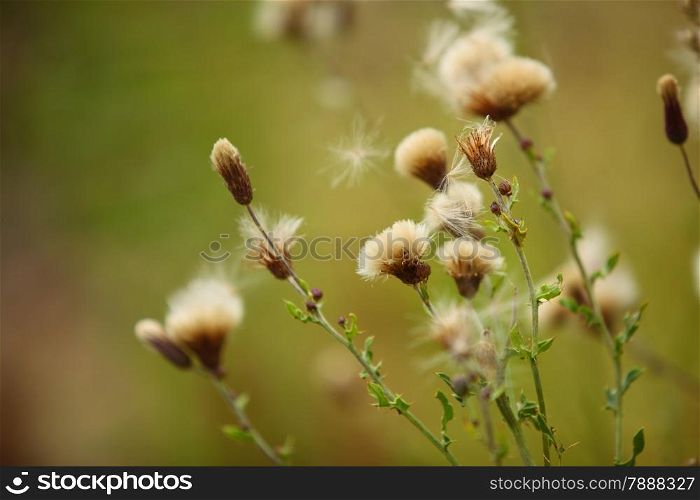 meadow wild flowers on green blurred background