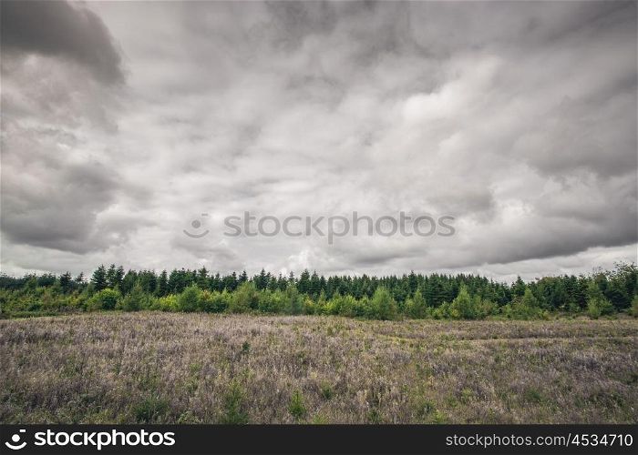 Meadow with a green pine tree forest in cloudy grey weather