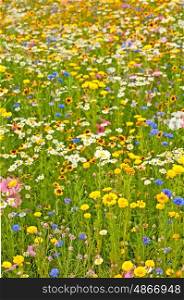 meadow with a lot of colored flowers. meadow
