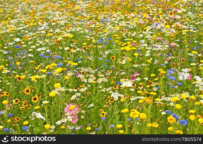 meadow with a lot of colored flowers. meadow