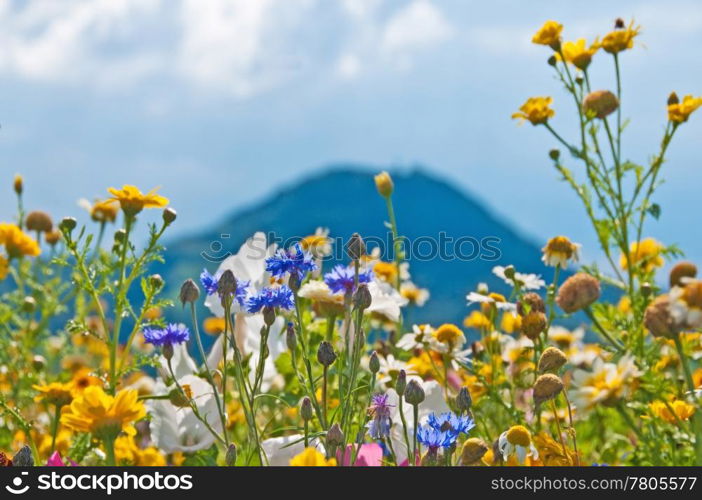 meadow with a lot of colored flowers. meadow