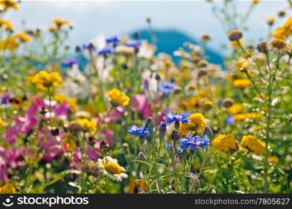 meadow with a lot of colored flowers. meadow