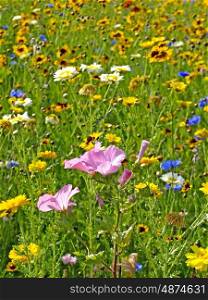 meadow with a lot of flowers. meadow