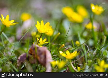 meadow with a yellow flowers