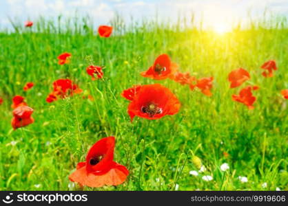 Meadow with blooming poppies and a bright sun rise.