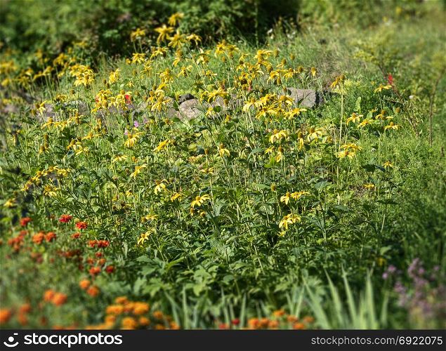 Meadow with blooming yellow flowers.