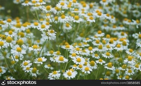 Meadow with chamomile plants in springtime