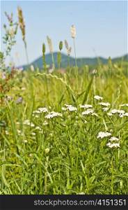 meadow with common yarrow. meadow