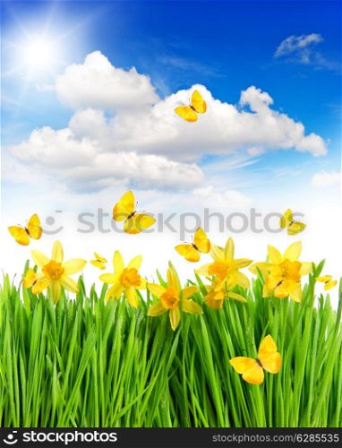 meadow with daffodils flowers in green grass. springtime landscape with butterflies and sunny blue sky. collage