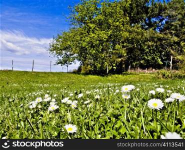 Meadow with daisies on the foreground under blue sky with clouds