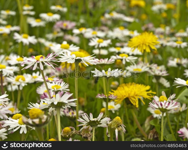 meadow with dandelion and daisy. meadow