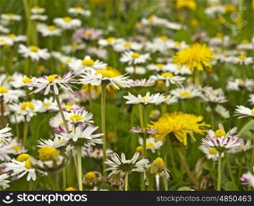 meadow with dandelion and daisy. meadow