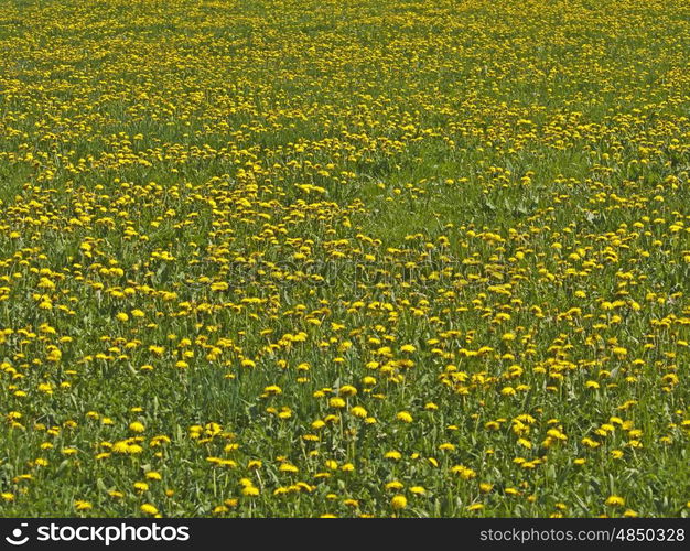 meadow with dandelion. meadow