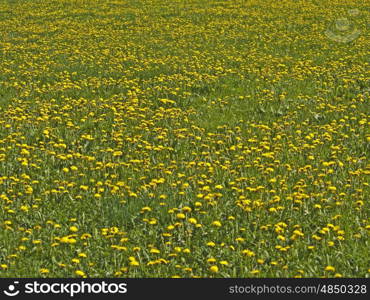 meadow with dandelion. meadow