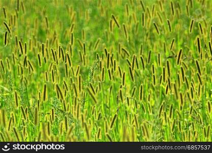 meadow with green grass. high green grass on the meadow. beautiful green grass in the summer