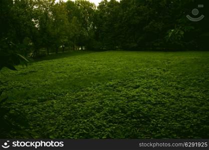 meadow with green grass in the forest