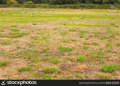 Meadow with lush green trees background