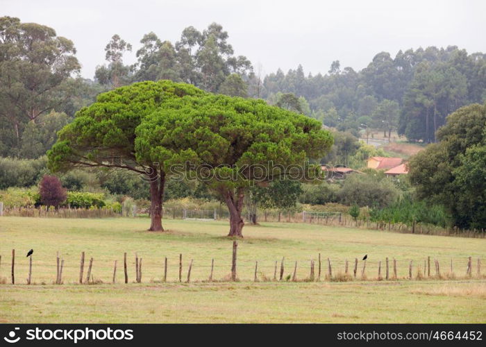 Meadow with lush green trees background