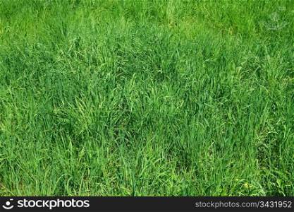 Meadow with motley young green grass as herbal texture