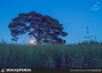 Meadow with oak in night, Araisi city, Latvia, 2017. Nature, trees and beautiful view. It's a travel photo, when I walk around Cesis.