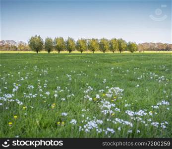 meadow with pentecostal flowers and willows in the netherlands under blue spring sky near amersfoort
