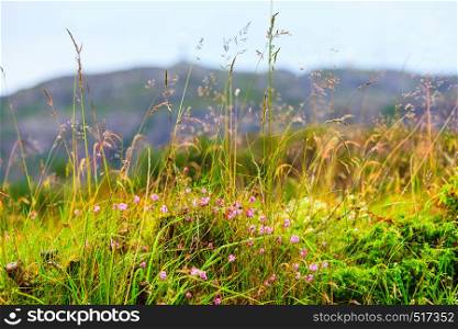 Meadow with pink flowers. Spring or summer time in norwegian mountains area. Hiils in the background. Meadow with flowers. Mountain in the background