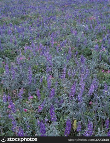Meadow with Purple Flowers