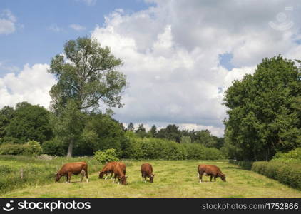 Meadow with some cows near the Dutch village Hernen. Meadow with cows