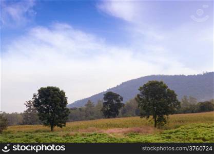 Meadow with tall trees High mountains in background Partly cloudy skies