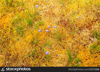 Meadow with violet flowers in spring or summer. Nature on sunny day.. Flowers in spring or summer. Nature on sunny day.