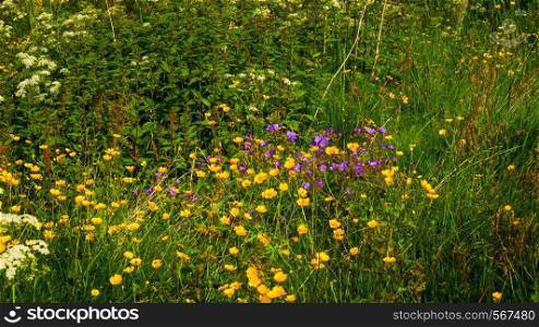Meadow with violet yellow flowers in spring or summer. Nature background.. Meadow with flowers in spring or summer.