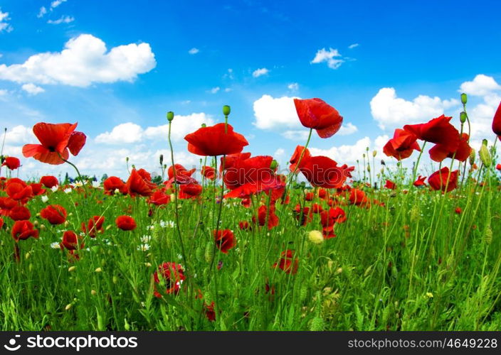 meadow with wild poppies and blue sky