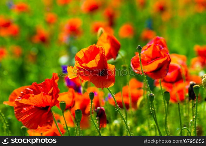 meadow with wild poppies and blue sky