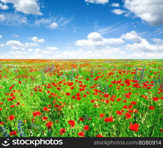 meadow with wild poppies and blue sky