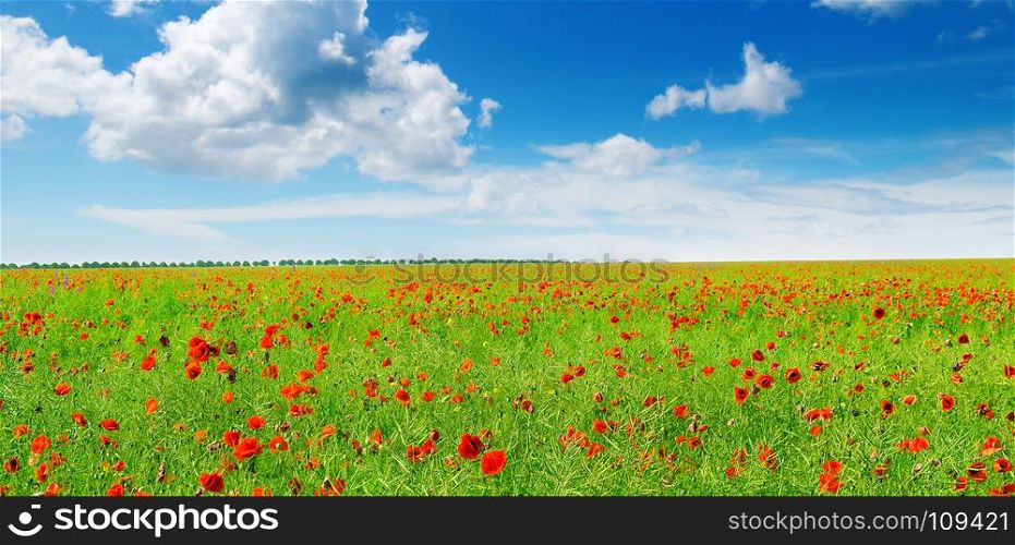 Meadow with wild poppies and blue sky. Agricultural landscape. Wide photo.