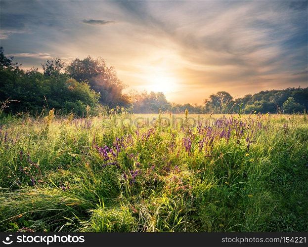 Meadow with wildflowers under the setting sun. Summer landscape.. Meadow with wildflowers under the setting sun