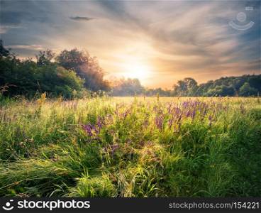 Meadow with wildflowers under the setting sun. Summer landscape.. Meadow with wildflowers under the setting sun