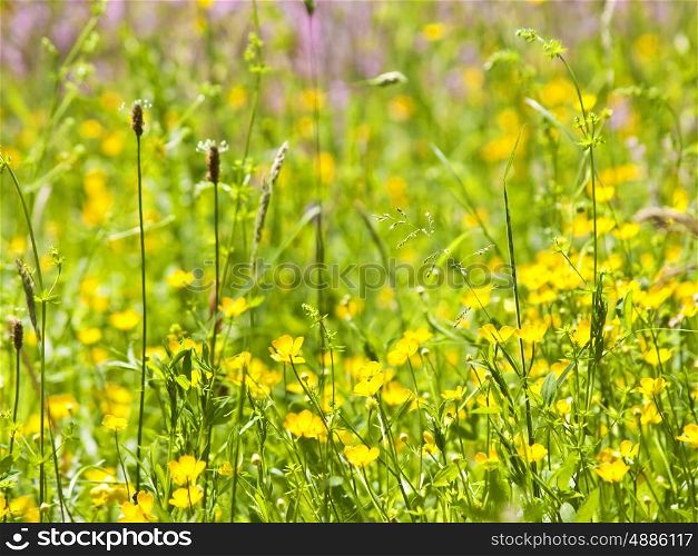meadow with yellow flowers. meadow