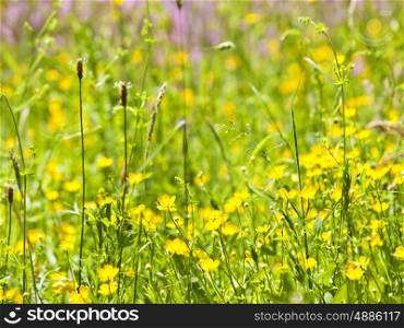meadow with yellow flowers. meadow
