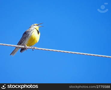 meadowlark on a wire against clear blue sky