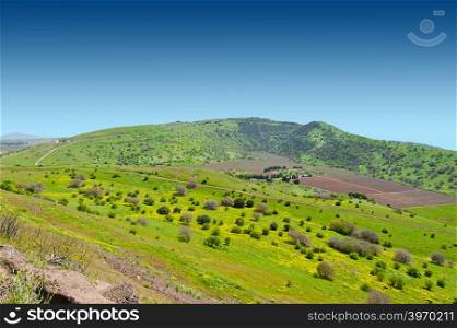 Meadows in Golan Heights, Early Spring