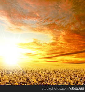 meadows landscape with clouds on the sky